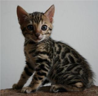 Unglaublicher Bengal Kater mit Zuchtqualität Bengalen Stammbaum