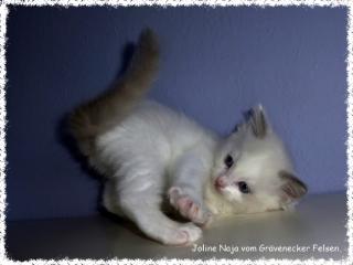 Bezaubernde Traditionelle Ragdoll Kitten