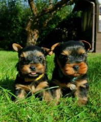 Yorkshire Terrier Welpen suchen ein Liebevolles Zuhause