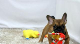 Französische Bulldogge Welpen Hündin 11 wochen alt