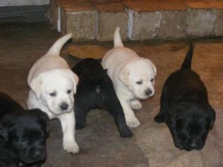 Zuckersüße Labrador welpen