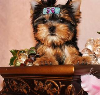 YORKSHIRE TERRIER RÜDE Welpen