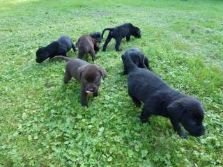 Knuddelige labrador welpen aus liebevoller Familien Hobbyzucht.