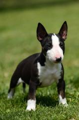 Miniatur Bullterrier