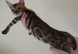 Zauberhafte Bengal Kitten mit Stammbaum abzugeben