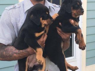 Schöne Weihnachten Rottweiler welpen