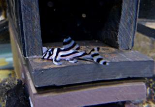 Netter L046 Zebra pleco