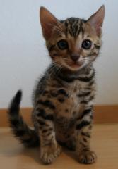 Verschmuste Bengal Kitten sind bereit zur Abgabe