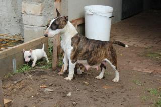 Kräftige EISBÄRCHEN Miniatur Bullterrier PLL-Frei