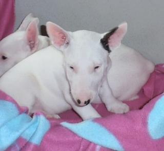 Wunderschöne Miniature Bullterrier Welpen Für Ihr Weihnachten