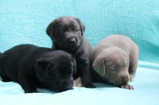 Zuckersüße Labrador welpen