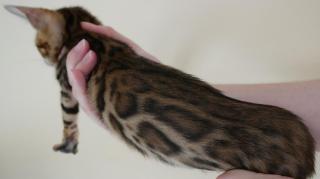 Wundervolle Bengal Kitten mit Stammbaum abgabebereit