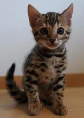 Niedliche Bengal Kitten mit Stammbaum abgabebereit