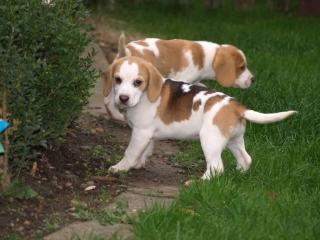 Weihnachten Reinrassige Beaglewelpen tricolor und bicolor suchen ein neues Zuhau