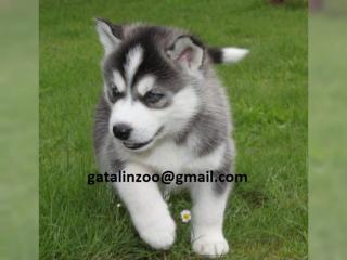 Siberian Husky 3 Welpen