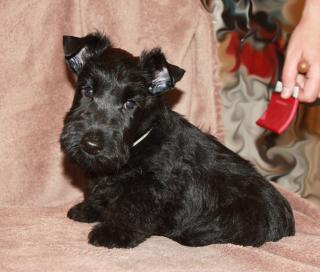 Weihnachten Scottish Terrier Welpen VDH/KFT