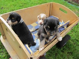 Weihnachten Australian-Shepherd-Welpen der Extraklasse