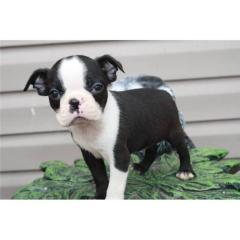 Boston Terrier Welpen mit FCI Papieren