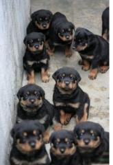 Schöne Weihnachten Rottweiler welpen