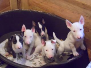 Wunderschönen Reinrassiges Miniature Bull-Terrier-Welpen sucht neue Familie