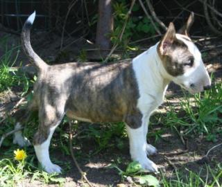 Süße Miniatur Bullterrier Welpen suchen ein neues