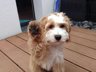 Wir haben kleine Schönheiten in schwarz und schoko nicht haarende COCKERDOODLE