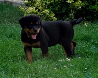 Kräftige und Typvolle Rottweiler welpen Für Ihr Weihnachten.