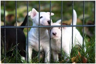 Weihnachten Miniatur Bullterrier Welpen FCI Papiere