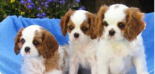 Cavalier-King-Charles Spaniel Welpen ausziehen,