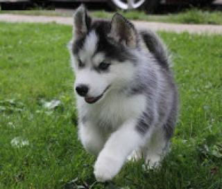 Siberian Husky Welpen abzugeben.