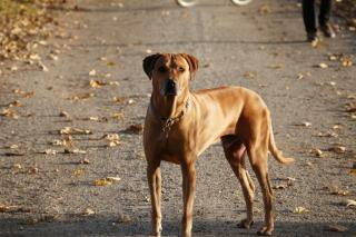 Rhodesian Ridgeback Deckrüde, kein Verkauf