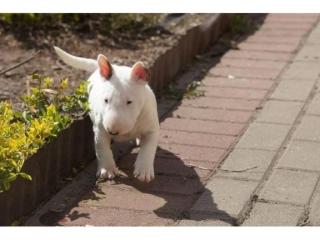 Miniature Bullterrier Welpen reinrassig Schwarz Weiß Braun Gestromt