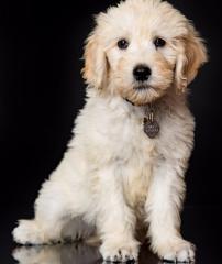 GOLDENDOODLE zum Verlieben