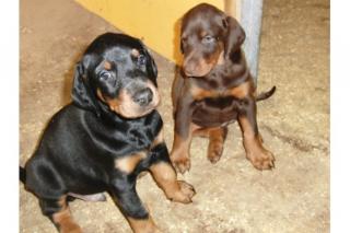 Erstklassige Dobermannwelpen mit Papieren