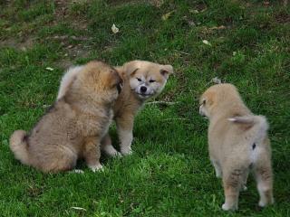 Traumhafte Akita Inu Welpen abzugeben