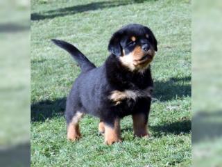 Wunderschöne Rottweiler welpen