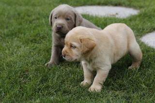 Labrador Retriever Welpen mit Papieren Familienhunde