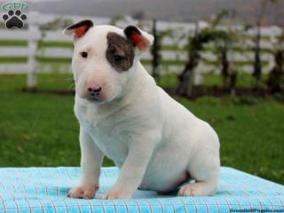 Miniature Bullterrier Welpen reinrassig Schwarz Weiß Braun Gestromt