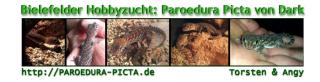 Paroedura Picta abzugeben männlich / weiblich