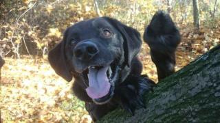 Labrador Mix Vinci sucht ein neues Zuhause