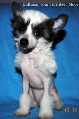 Chinese Crested Dog Boy Haryhairless