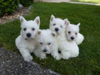 Typvolle West Highland White Terrier, Westie, Westi, Westhighlandterrier