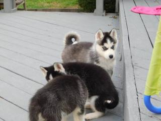 Siberian Husky mit FCI/ VDH Papieren