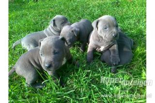 Blueline Staffordshire Terrier Welpen