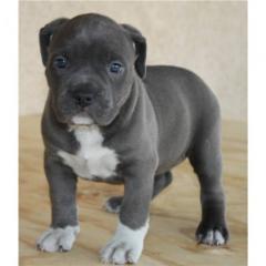 American Pitbull Terrier Red Nose Welpen