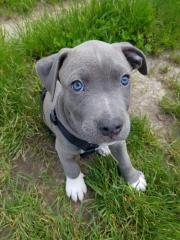 American Staffordshire Welpen Blue Line