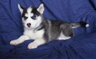 Siberian Husky mit SHC/VDH Papieren aus Leistungszucht