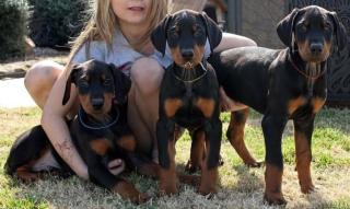 Dobermann Welpen Braun und Schwarz