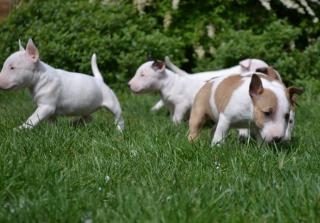 Wunderschöne Miniatur Bullterrier Welpen, PLL frei