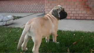 Wunderschöne Bullmastiff Welpen mit Ahnentafel